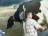 Dude is trying to milk a cow