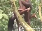 Tree Monkeys Caught Fucking - Black Videos