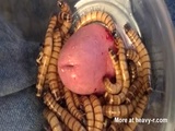 Worms Feasting On Cock - Worms Videos