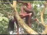 Fucking Monkey Style  - Tree Videos